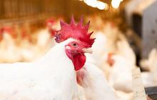 Ayam dan Telur Jadi Biang Kerok Inflasi Maret 2024