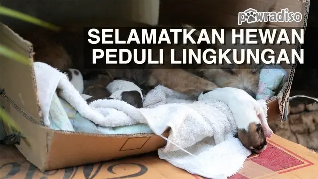 Beberapa warga daerah Tebet, Jakarta Selatan bersama-sama memberikan pertolongan untuk sang induk anjing yang terabaikan oleh pemiliknya. Induk tersebut baru beberapa hari melahirkan dan membutuhkan segera pertolongan. Doni Herdaru mencoba memaksimal...