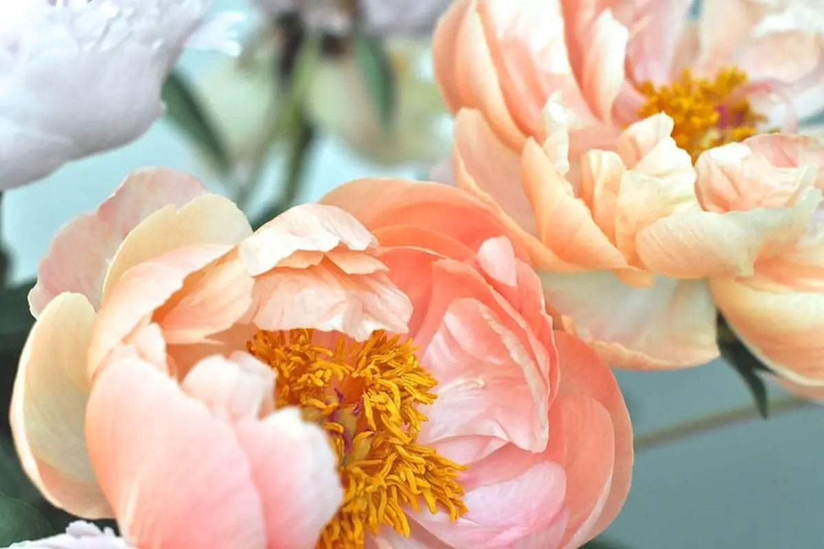 Ilustrasi bunga peony