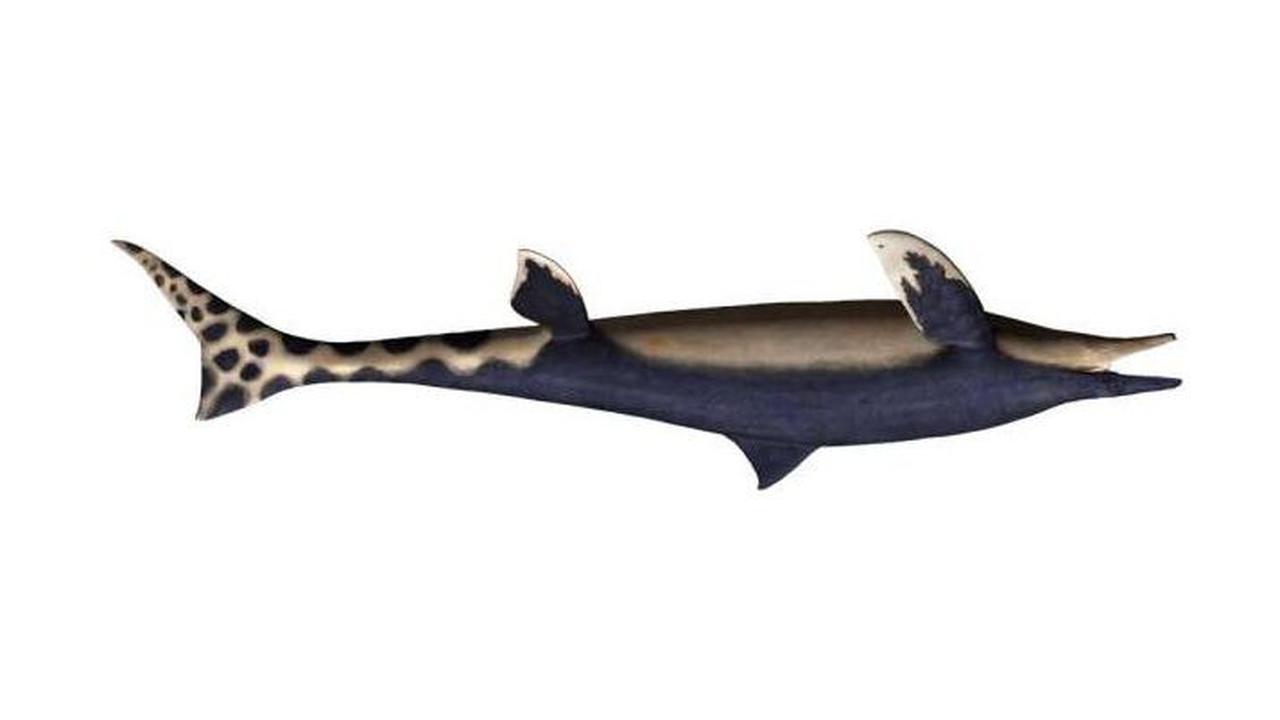 Spesimen ini ditemukan di sepanjang Sungai Aridagawa di Wakayama pada tahun 2006 oleh Akihiro Misaki. Awalnya, Misaki mencari fosil makhluk invertebrata, amonit. Namun, dirinya justru menemukan fosil mosasaurus yang menarik dalam batu pasir.