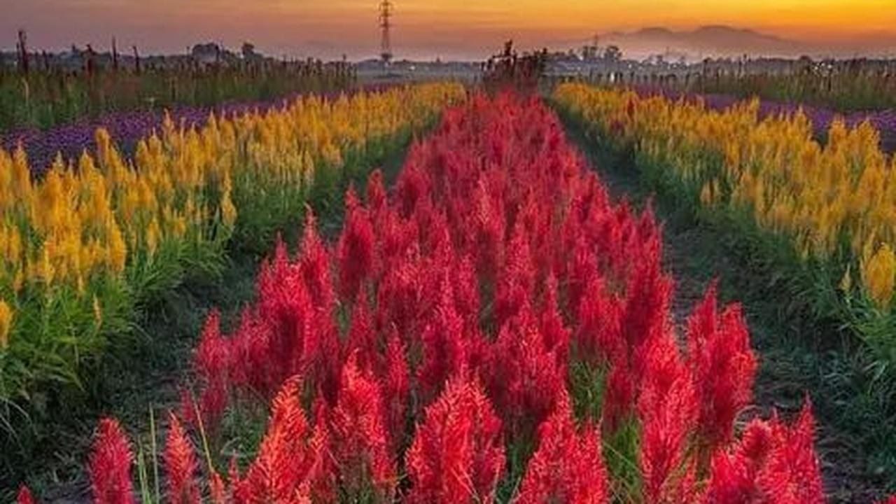 Wahana di Kebun Gowa