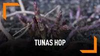 Mengenal Hop yang Punya Manfaat dan Jadi Sayuran Termahal di Dunia