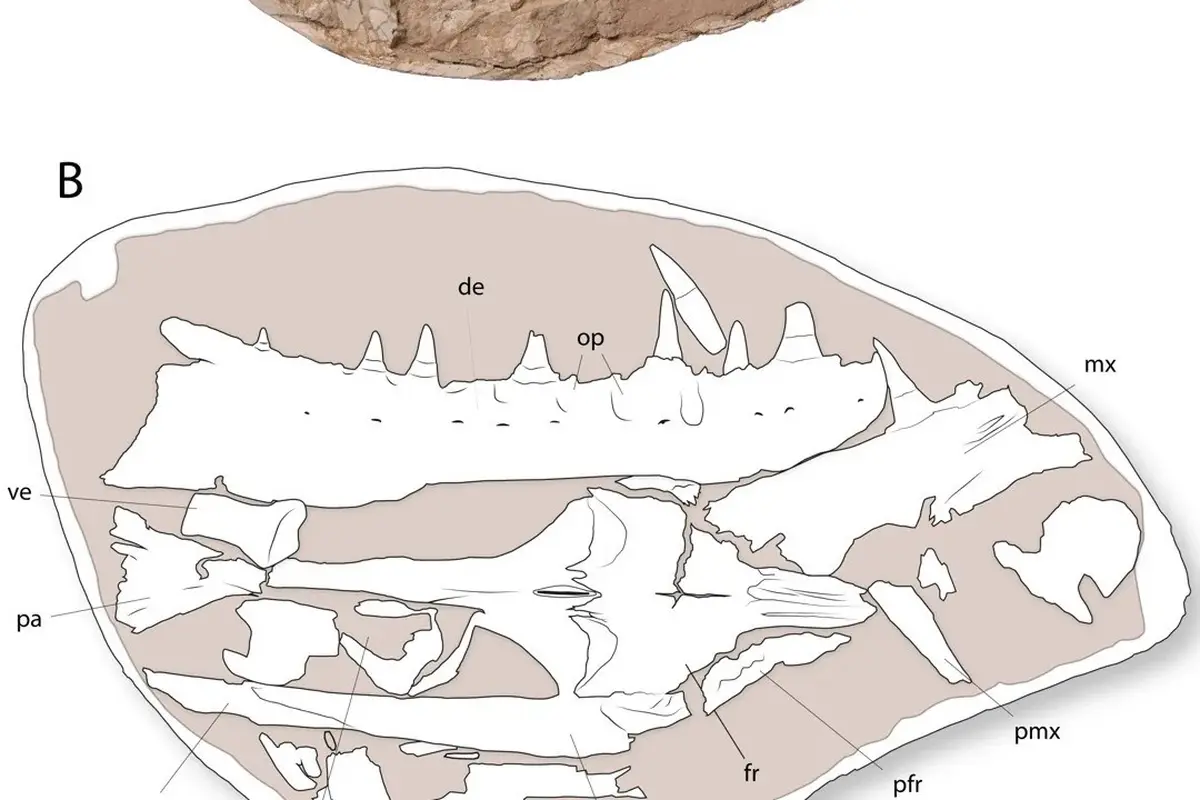 Penemuan Makhluk Laut Raksasa di Era Dinosaurus, Ukurannya Sama dengan Paus Orca