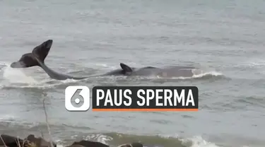 Seekor paus sperma terjebak di perairan dangkal di pantai Ashington, Inggris. Paus sperma itu berukuran panjang sekitar 12 meter.