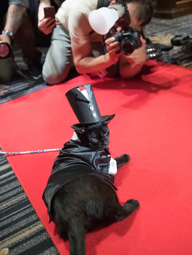 Uniknya Fashion Show Kucing di New York
