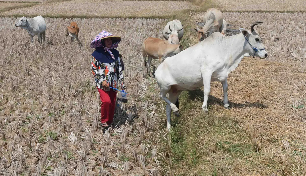 Warga menggembala hewan ternaknya pada sawah yang retak akibat kekeringan di kawasan Weninggalih, Jonggol, Jawa Barat, Selasa, 25 Agustus 2026. (KLY/ Arie Basuki)