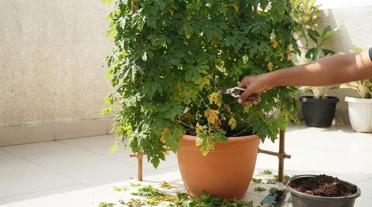 Cara Menanam Pare Rambat di Teras Rumah