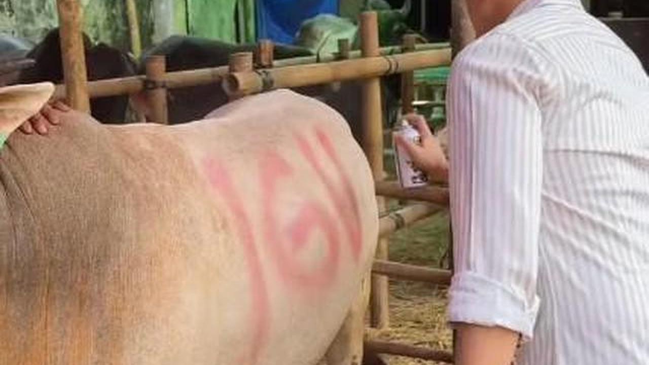 10 Potret Hewan Kurban Artis di Momen Idul Adha 2026, Diberi Nama yang Unik