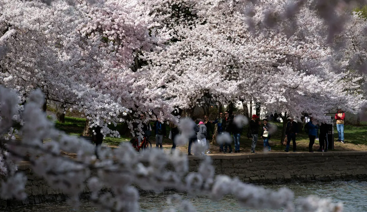 Pengunjung berjalan menikmati pohon sakura yang mekar penuh di Tidal Basin, Washington, Minggu (22/3/2020). Puncak mekar bunga sakura tahun ini disebut-sebut yang paling cepat sejak 2012 tersebut  bertepatan dengan wabah pandemi virus corona. (AP/Jose Luis Magana)