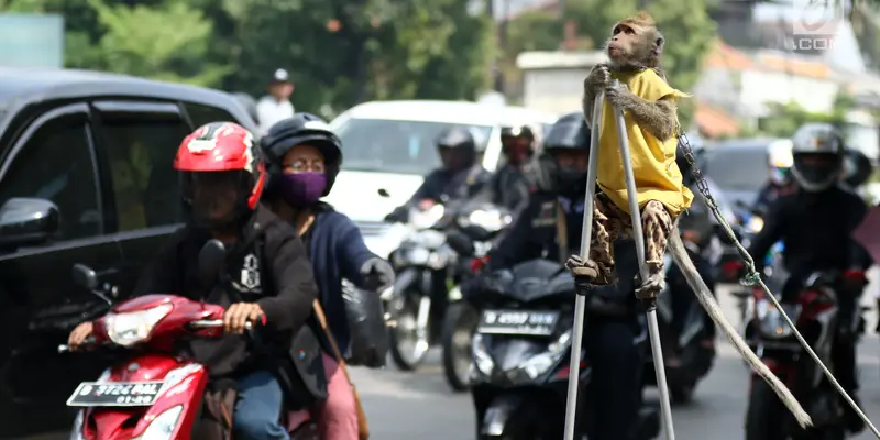 Topeng Monyet Hibur Pemudik di Jalur Pantura Brebes