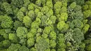 Perubahan iklim mengancam perkebunan cengkih karena terdampak cuaca yang tidak menentu yang memengaruhi fluktuasi dan kualitas hasil. (Bagus Saragih/AFP)