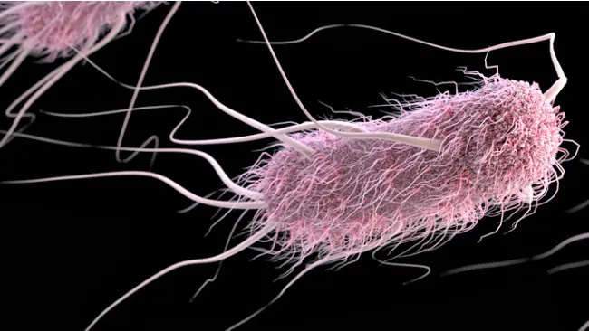 Bakteri Escherichia coli (E. coli) yang lazim ada di sistem pencernaan manusia. (Sumber CDC)