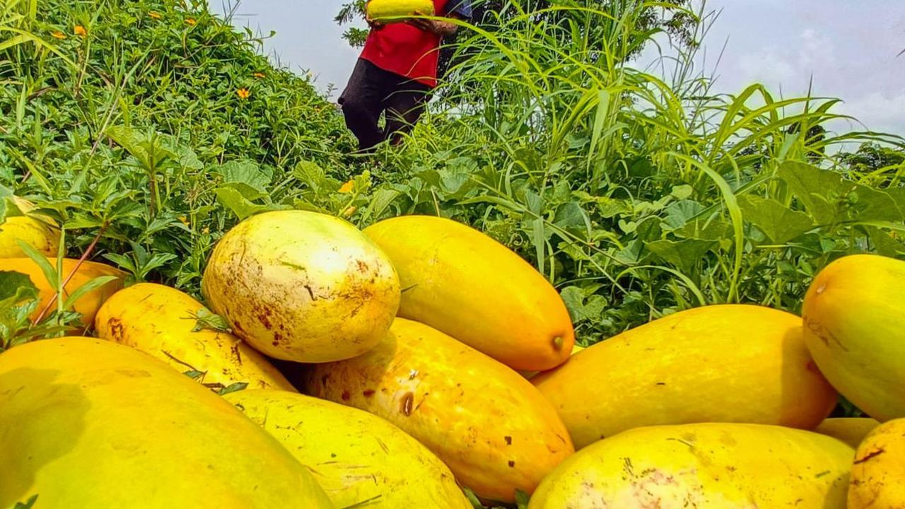 Petani memanen buah timun suri di lahan garapan kawasan Mampang, Depok, Jawa Barat, Selasa (12/3/2024). Bulan suci Ramadan tak hanya dikenal dengan ibadah puasanya yang dijalankan sepanjang hari, tetapi juga dengan hidangan lezat yang khas. Salah satu bua