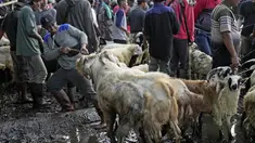 Seorang pria menarik domba di pasar ternak menjelang Idul Adha di Jonggol, Bogor, Jawa Barat, Indonesia, Senin (26/6/2023). Umat muslim Indonesia akan merayakan Idul Adha atau Hari Raya Kurban pada tanggal 29 Juni 2023 dengan menyembelih domba, kambing, dan sapi yang nantinya dagingnya dibagikan kepada fakir miskin. (AP Photo/Dita Alangkara)