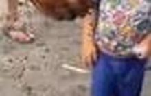 Cumi-Cumi Meledak di Tangan Nelayan, Anak Kecil Sampe Kena Tintanya