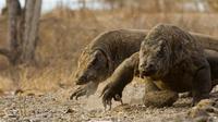 Pulau Komodo (shutterstock)