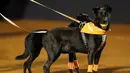 Anjing-anjing yang akan diadopsi dari LSM Anonymous Paws melakukan pengambilan bola saat turnamen tenis Rio Open di Rio de Janeiro, Brasil, 15 Februari 2022. (AP Photo/Bruna Prado)