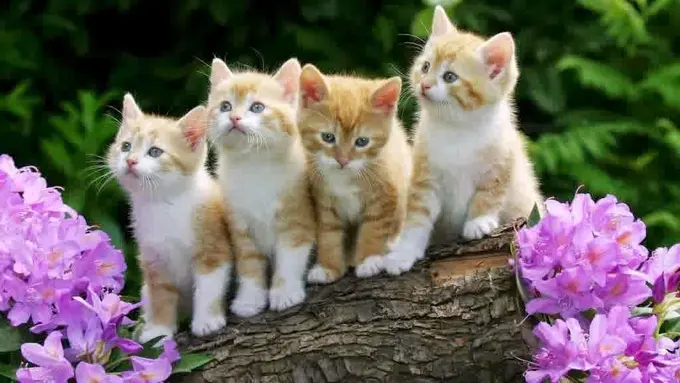 6 Kucing ini Bisa Membuatmu Minder dengan Keanggunannya