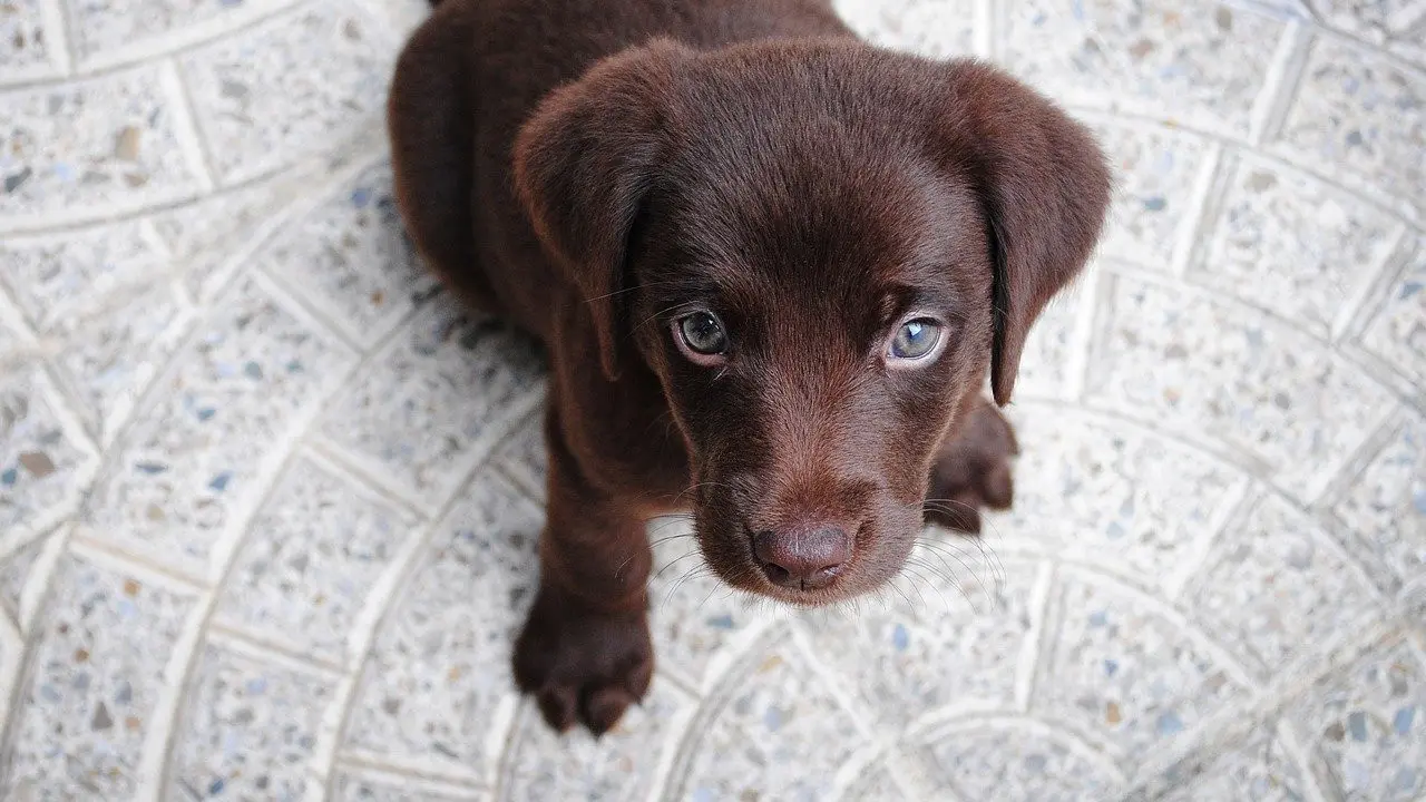 Ilustrasi anak anjing labrador