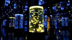 Seorang wanita melihat kawanan ubur-ubur di dalam akuarium Epson Aqua Park Shinagawa, Tokyo, Jepang (6/7/2015). Terdapat Ubur-ubur dengan berbagai bentuk saat pembukaan Epson Aqua Park Shinagawa. (REUTERS/Toru Hanai)