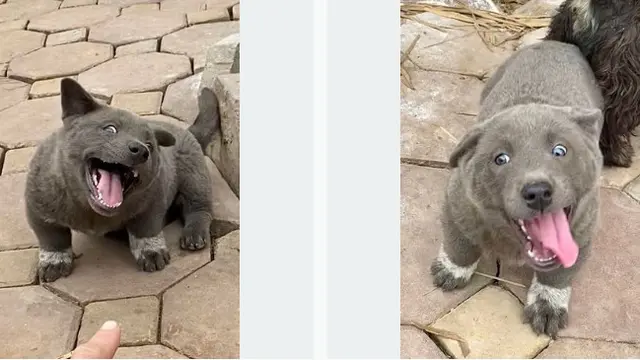 Bikin Warganet Bingung, Anjing Lucu Ini Punya Rupa yang Tak Biasa
