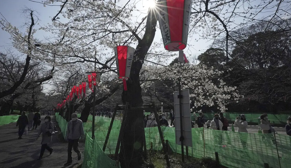 Orang-orang yang memakai masker melihat bunga sakura musiman di Taman Ueno, Tokyo, Jepang pada 24 Maret 2022. Taman Ueno merupakan salah satu tempat menikmati mekar Bunga Sakura paling populer di Tokyo. (AP Photo/Eugene Hoshiko)