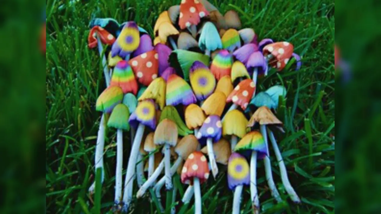 Magic Mushroom