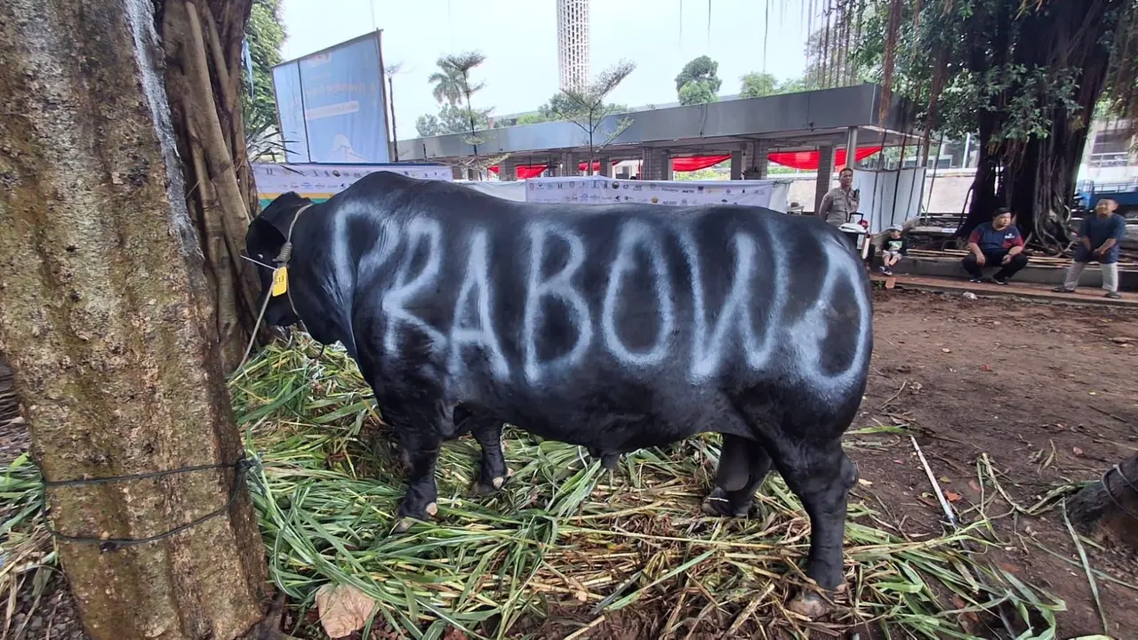 Sapi kurban Prabowo Subianto