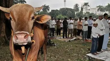 Pada dasarnya perayaan Iduladha di berbagai negara intinya adalah berkurban dengan menyembelih hewan. Namun, ada keunikan tersendiri yang bisa ditemui dari masing-masing negara ini.