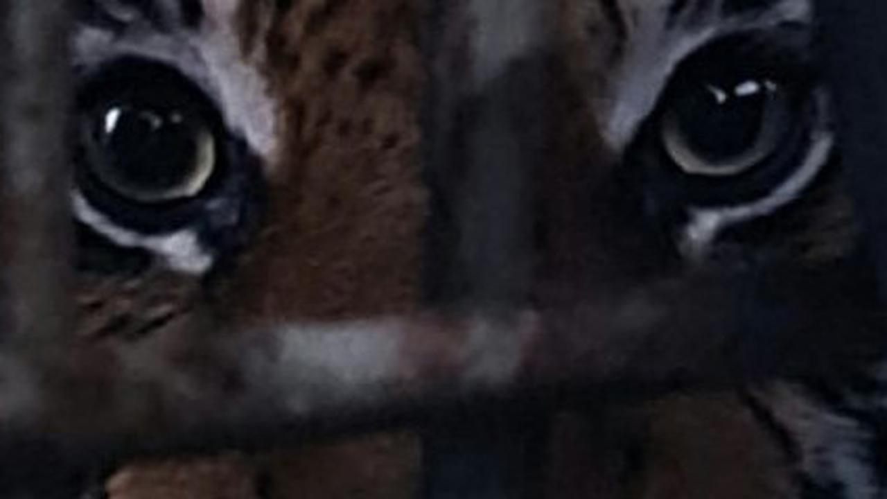 Kembali Ditemukan Harimau Mati di Medan Zoo, Ini Fakta di Baliknya