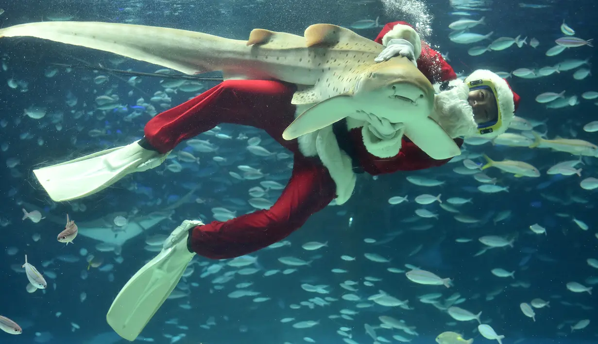 Seorang penyelam mengenakan kostum Sinterklas memegang seekor ikan saat berenang di Akuarium Sunshine, Tokyo, Kamis (12/11). Untuk menarik pengunjung, tempat tersebut mengadakan pertunjukkan spesial natal hingga 25 Desember mendatang. (AFP/Kazuhiro Nogi)