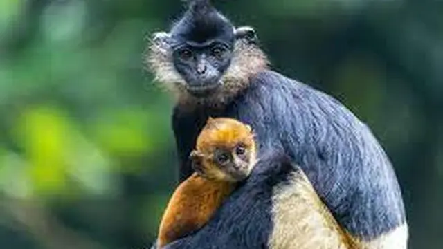Tentang Lutung Francois