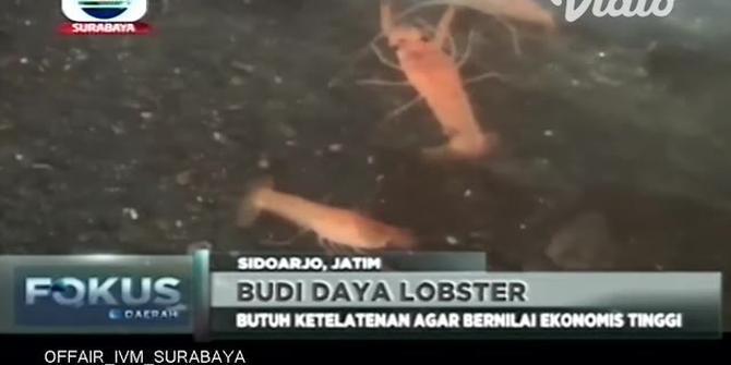VIDEO: Raup Untung dari Bisnis Lobster Hias Air Tawar