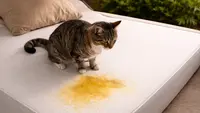 7 Cara Menghilangkan Bau Pipis Kucing di Kasur Busa