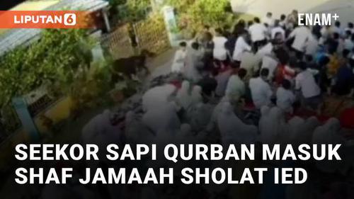 VIDEO: Detik-Detik Seekor Sapi Qurban Masuk Shaf Jamaah Sholat Ied, Bikin Kaget