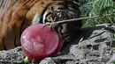 Selain mengancam kesehatan manusia, panas juga membuat hewan menderita. Oleh karena itu, Kebun Binatang Roma memberikan penanganan khusus untuk hewan-hewan mereka. (Andreas SOLARO / AFP)