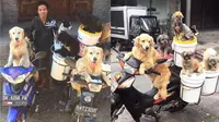 Pria Ini Selalu Bawa Banyak Anjing Saat Bekerja, Ini 6 Potretnya (sumber: twitter.com/akuluka & Instagram/ketutlelutcelelut)