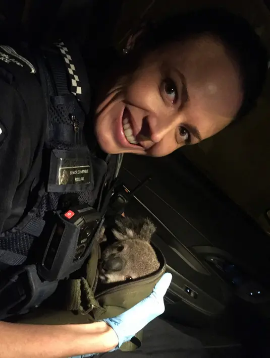 Seorang petugas polisi bersama dengan bayi koala yang ditemukan di dalam tas seorang wanita paruh baya di Brisbane, Senin (7/11). Penemuan itu setelah polisi Australia menangkap wanita 50 tahun tersebut dalam pemeriksaan rutin lalu lintas. (AFP Photo)