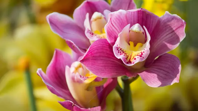 Orchid