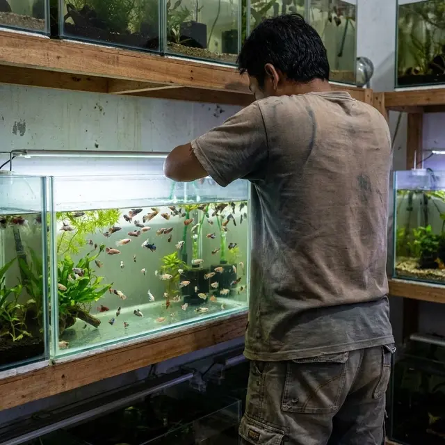 Anakan ikan cupang (Gemini AI)