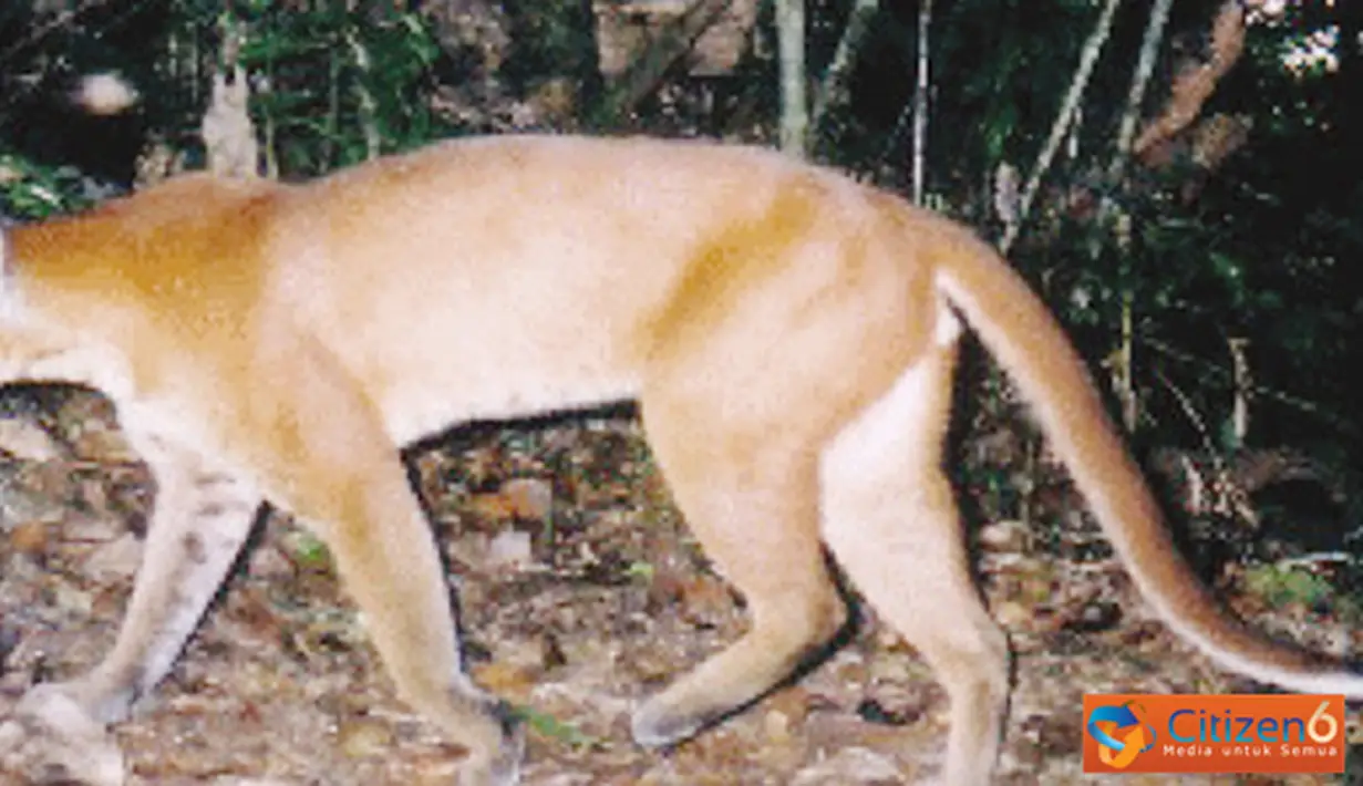 Citizen6, Pagaralam: Golden cat yang memiliki nama latin Catopuma temminckii merupakan kucing jenis langka yang hanya dapat ditemukan di Hutan Gunung Dempo.