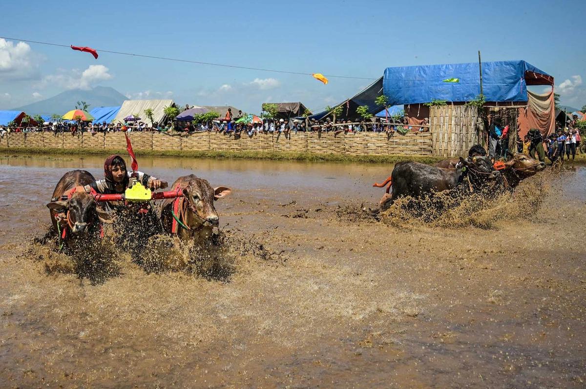FOTO: Festival Sapeh Brujul  Tampilkan Karapan Sapi di Sawah Berlumpur