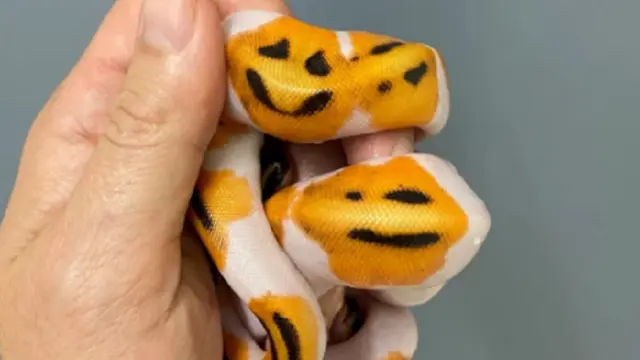 Unik, Ular Bermotif Emoji Senyum Ini Bikin Dijual Hingga Ratusan Juta