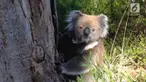 Seekor bayi koala sempat terpisah dari induknya, beruntung seorang warga menemukannya dan membawanya bertemu lagi dengan sang induk.