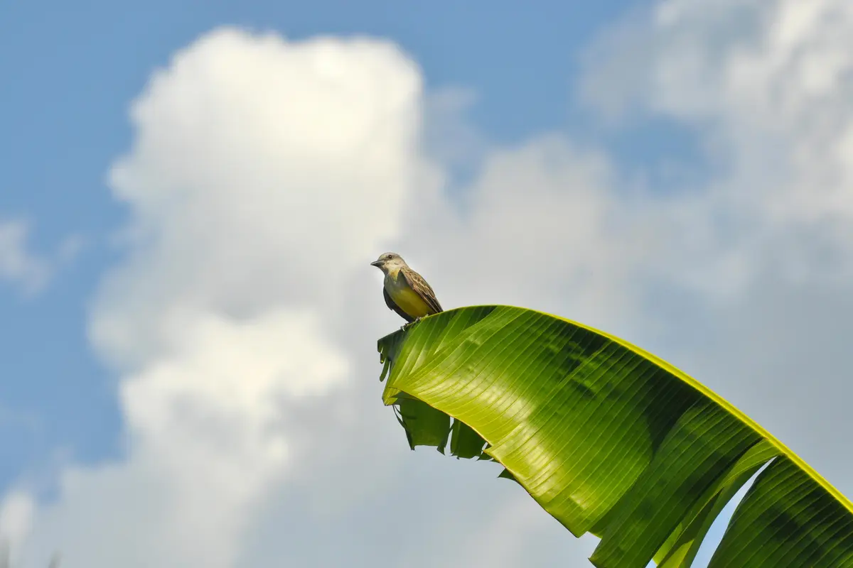 3. Teknik Kukus dengan Daun Pisang