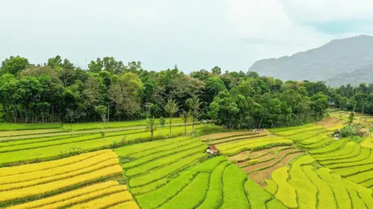 Indonesia Jangan Mau Kalah, Sektor Pertanian India Genjot Produksi Beras hingga Kadang-Kacangan