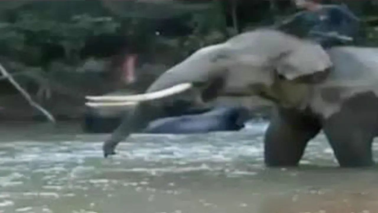 Wisata Gajah di Aceh