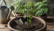 Cara Menanam Daun Kelor dari Stek Batang agar Cepat Tumbuh dan Berdaun Lebat