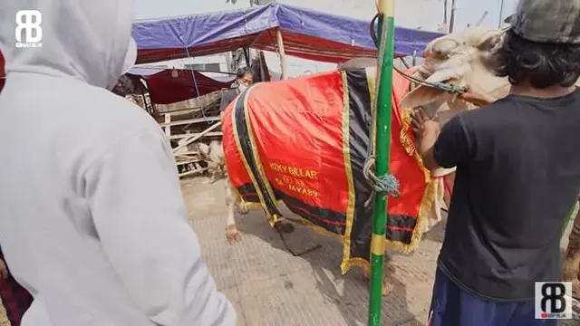 6 Momen Seru Lesty Kejora dan Rizky Billar Beli Sapi Kurban