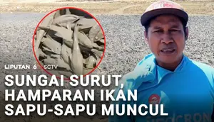 Sungai Surut, Hamparan Ikan Sapu-Sapu Muncul